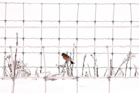 Vinkengaas, vink en gaas