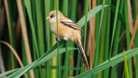 Baardmannetje 