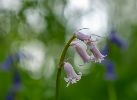 Wilde hyacinten