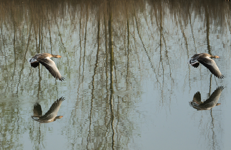 Spiegel in de natuur