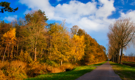 Herfst aan de sluitgatweg.