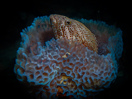 Onderwaterfotografie 