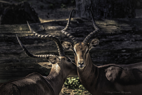 Indische Antilope