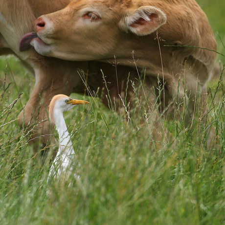 Koereiger II