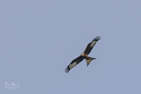 Rode wouw (Red kite Milvus milvus Accipitridae).