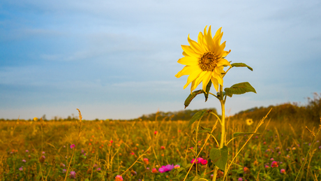 Zonnebloem