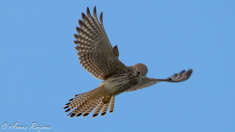 Biddende Roofvogel