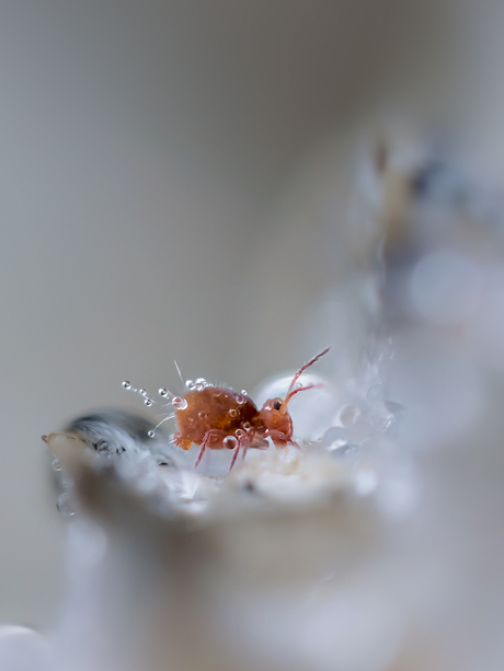 Tussen de druppeltjes