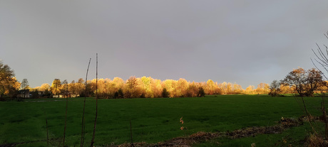 Gouden bomen