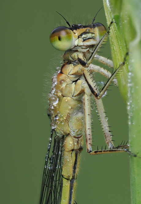 Juffertje Libelle