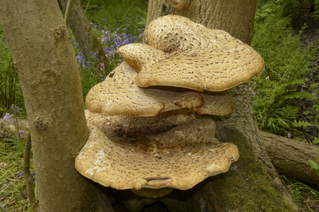 PADDESTOEL