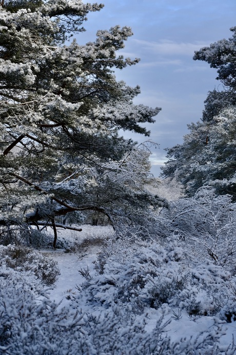 Prachtige winterlandschappen op de heide 