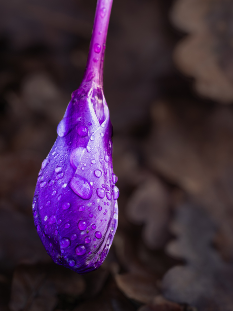 Dag winter, hallo lente