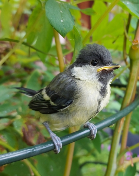 Koolmees - jong vogeltje 