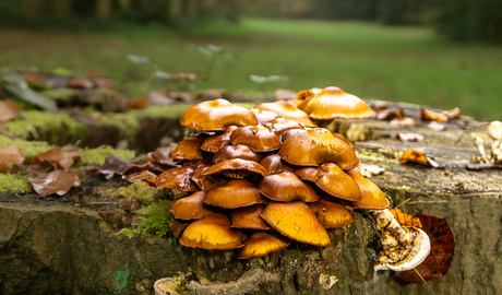 Paddestoelen 