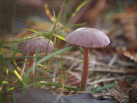 paddenstoelen