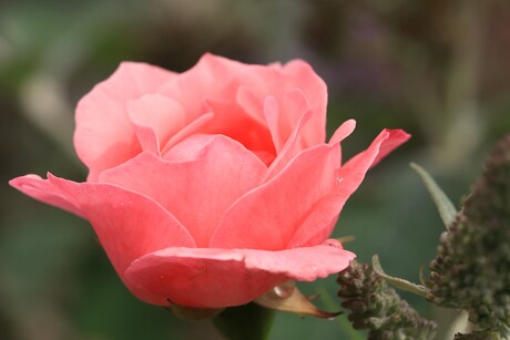 Roze roos
