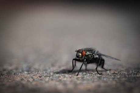Gewoon een vlieg in de tuin!