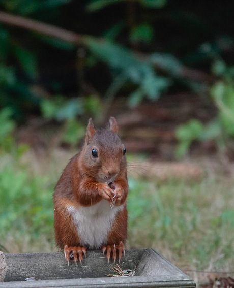 Eekhoorntje in de tuin!🐿