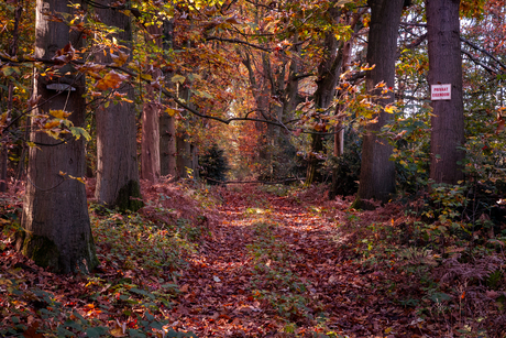 Fietsen door de herfst