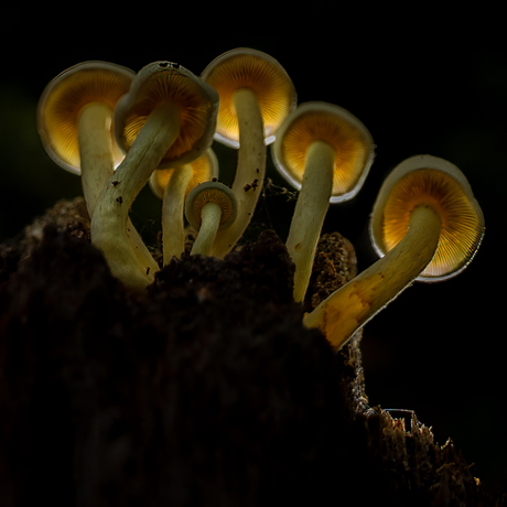 Glowing Mushrooms