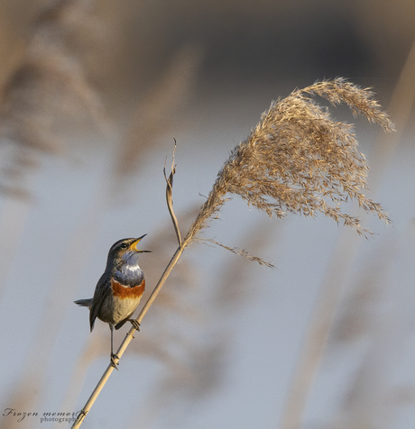 Blauwborst in het gouden uur.