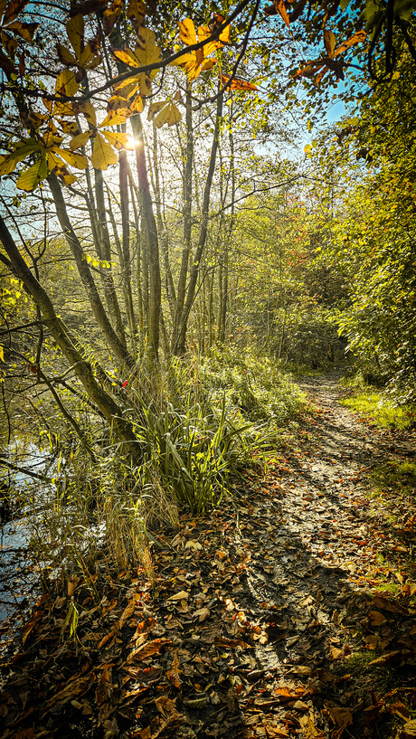 Zonnige herfst