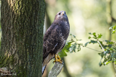 Buizerd