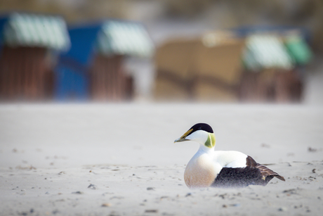 Eidereend op een winderig strand