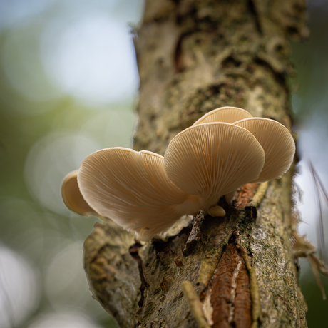 De herfst begint nu toch écht...