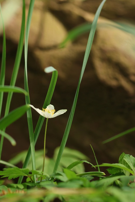 Mysterieuze bosanemoon