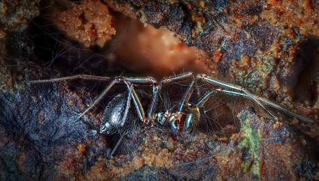 3 mm Dwergspin in zijn habitat.