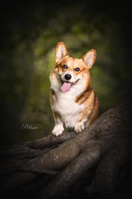 Stoere corgi Jay