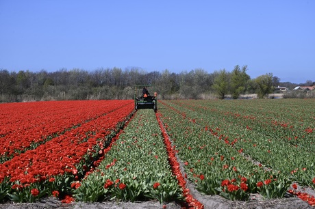 De Koppen Gaan Rollen