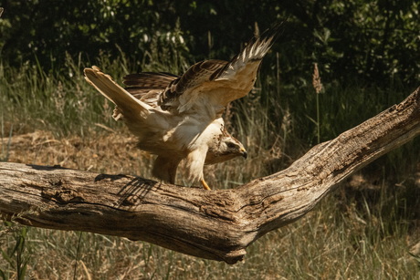 Buizerd.