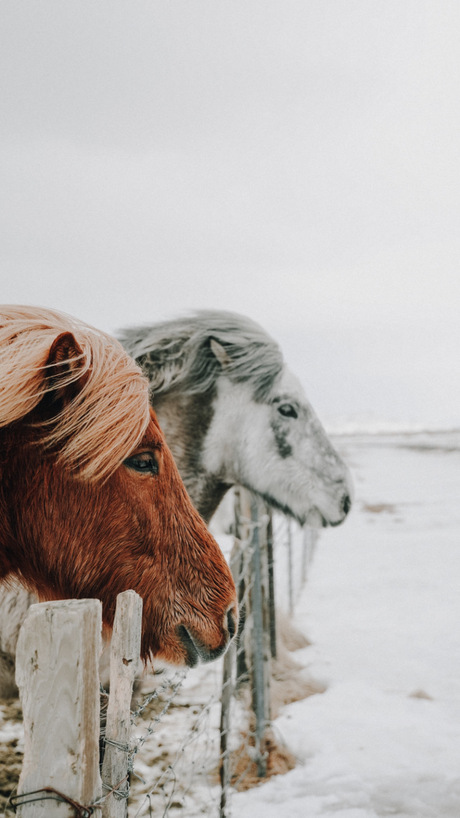 paardjes in IJsland 