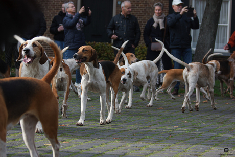 ook hier honden erg dol