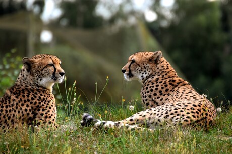 Cheeta's 😍