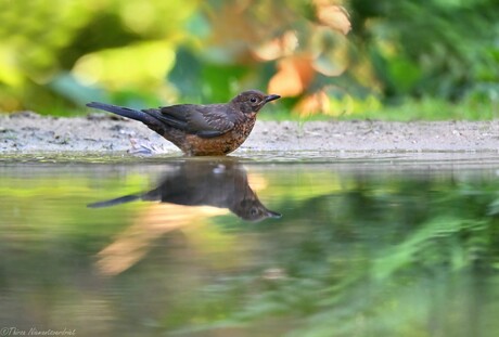 Blackbird Mirror