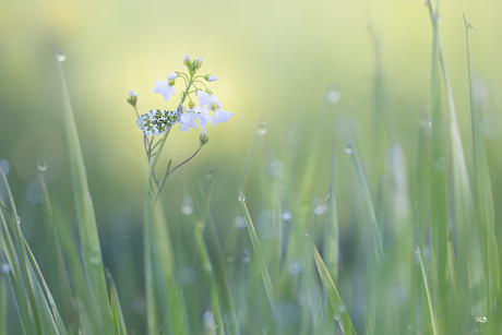 Alleen in de grote wereld