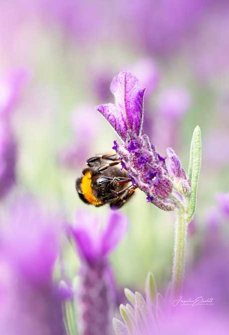 Remember the bumblebee does something impossible every day!