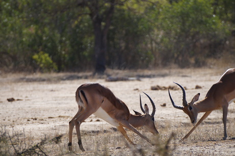 Fighting rooibokkies