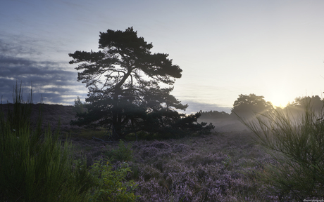 Brunssummerheide