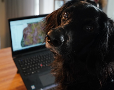 Hond geleerd met de laptop te werken