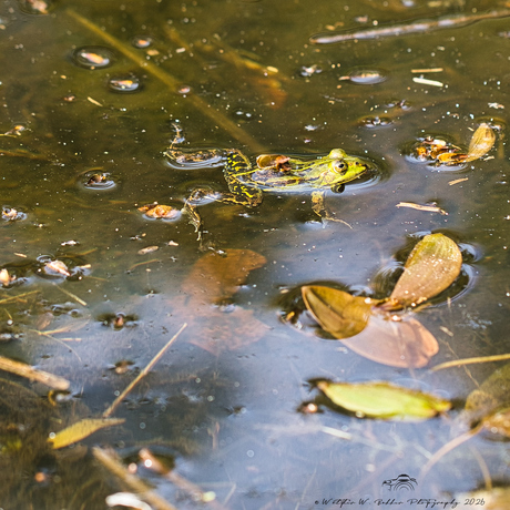 Groene kikker