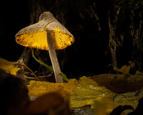 Glowing Mushroom.