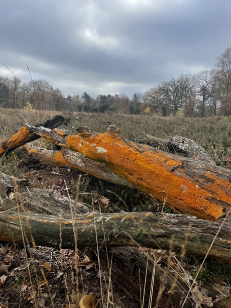 Orange Log