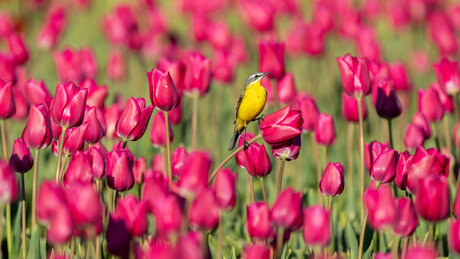 Gele Kwikstaart op tulpen
