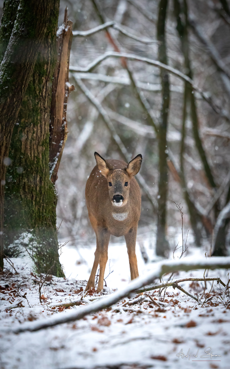 ree in de sneeuw