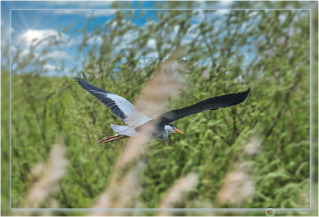 Blauwe Reiger in vlucht